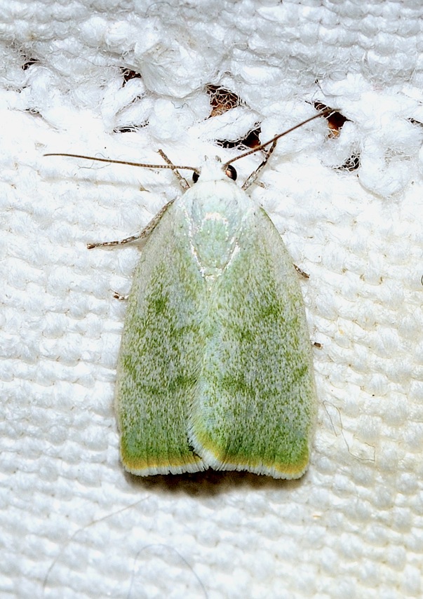 Earias vernana  (Nolidae)